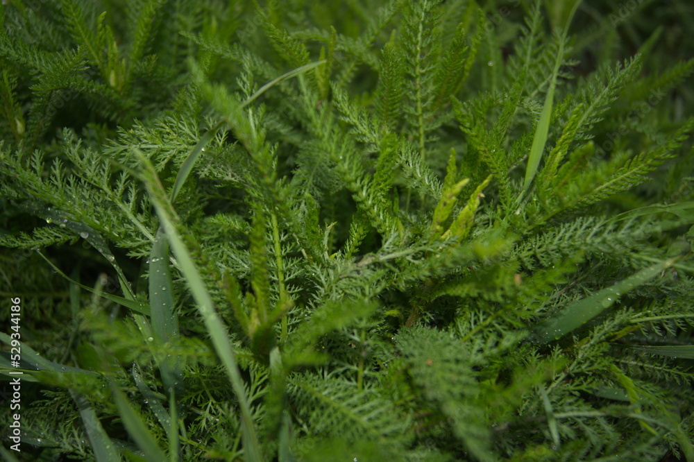 Life in the dnrnvn, with clean grass and beautiful nature