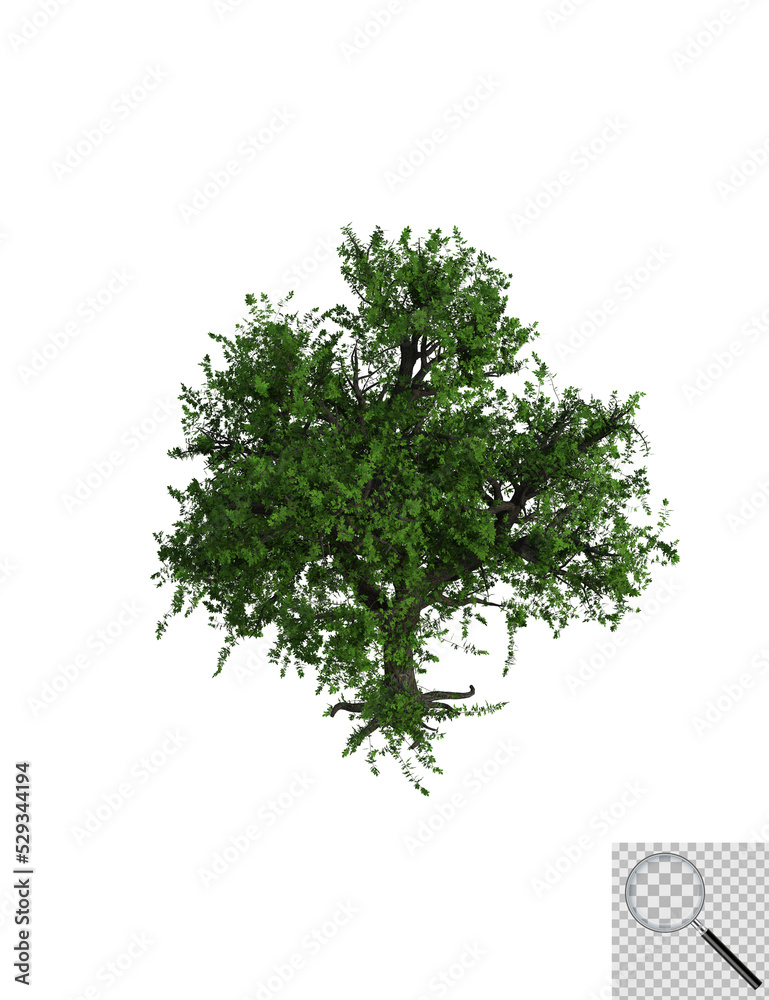 Fototapeta premium Illustration eines Laubbaums auf transporentem Hintergrund. 3D-Darstellung.
