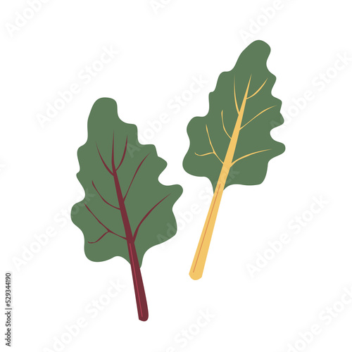 Valokuva Natural organic swiss chard plant leaves vector illustration