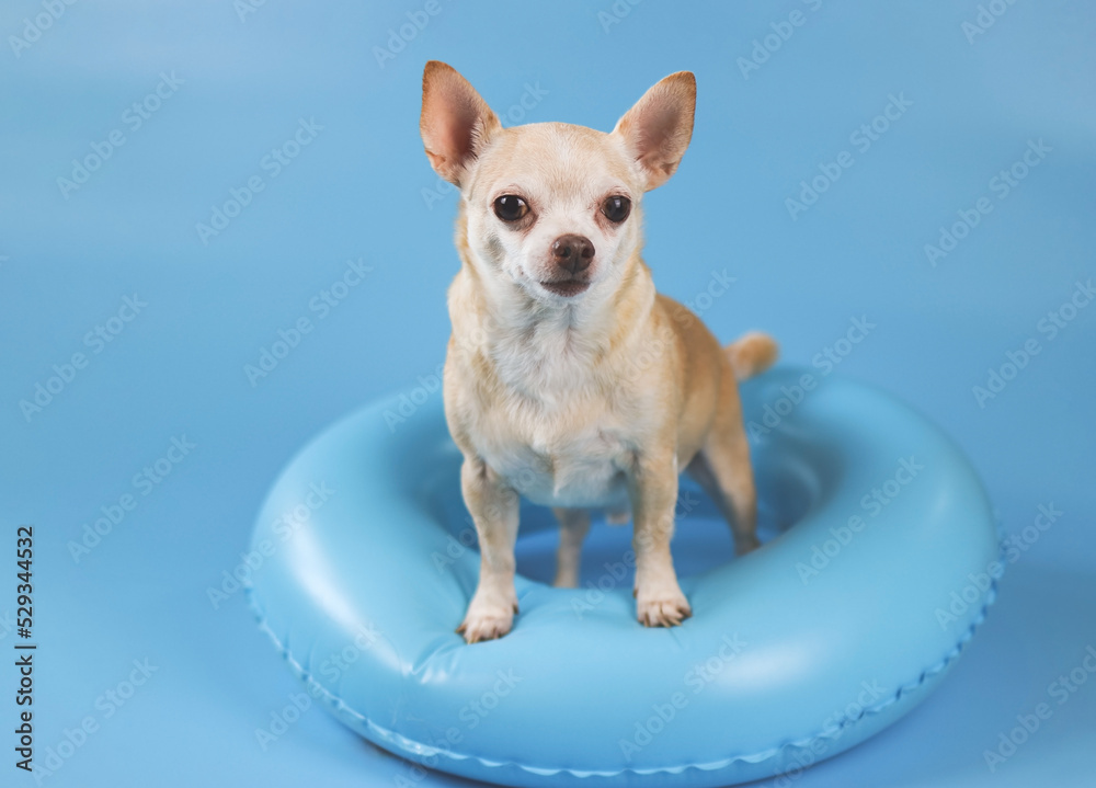 happy  brown short hair chihuahua dog  standing  in blue swimming ring, isolated  on blue background.