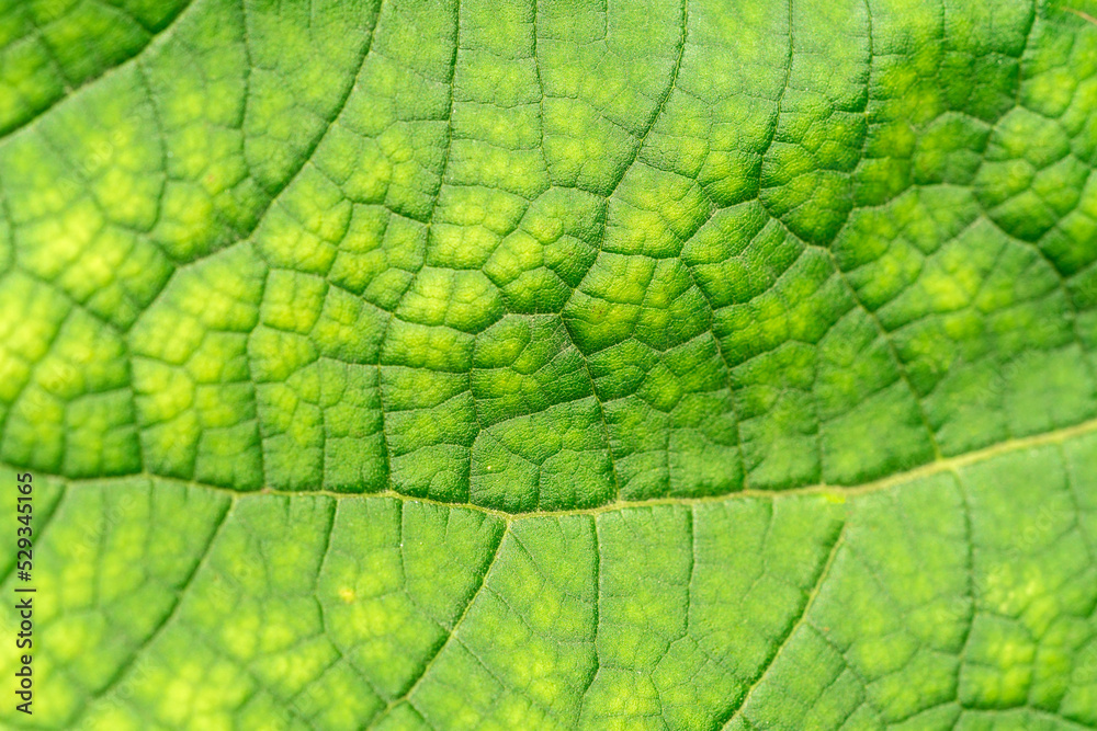 Texture of a green leaf close-up. macro photography. Use as background for text Texture of a green leaf close-up. macro photography. Use as background for text