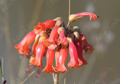 Pink kalanchoe flower on a succulent plant in a garden photo