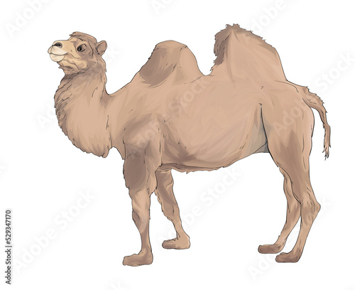 camel