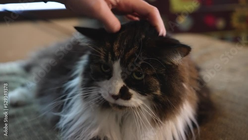 Petting a long haired cat in slow motion. Close up in 4k. photo