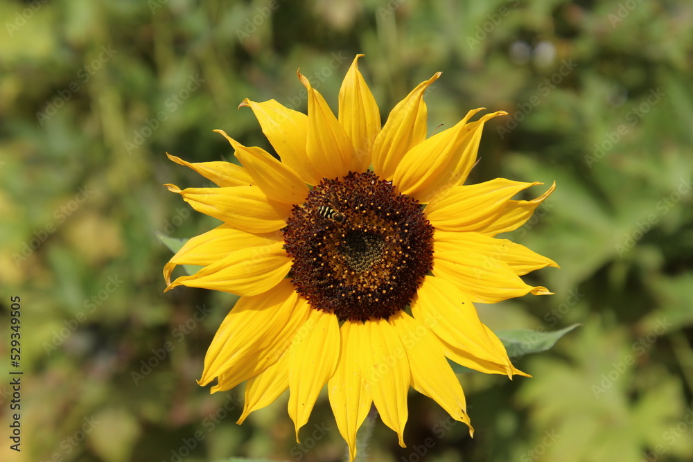 sunflower in the garden sunflower in the garden