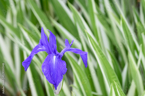 Purple blue flower of an iris blooming against variegated green and white leaves in a spring garden
