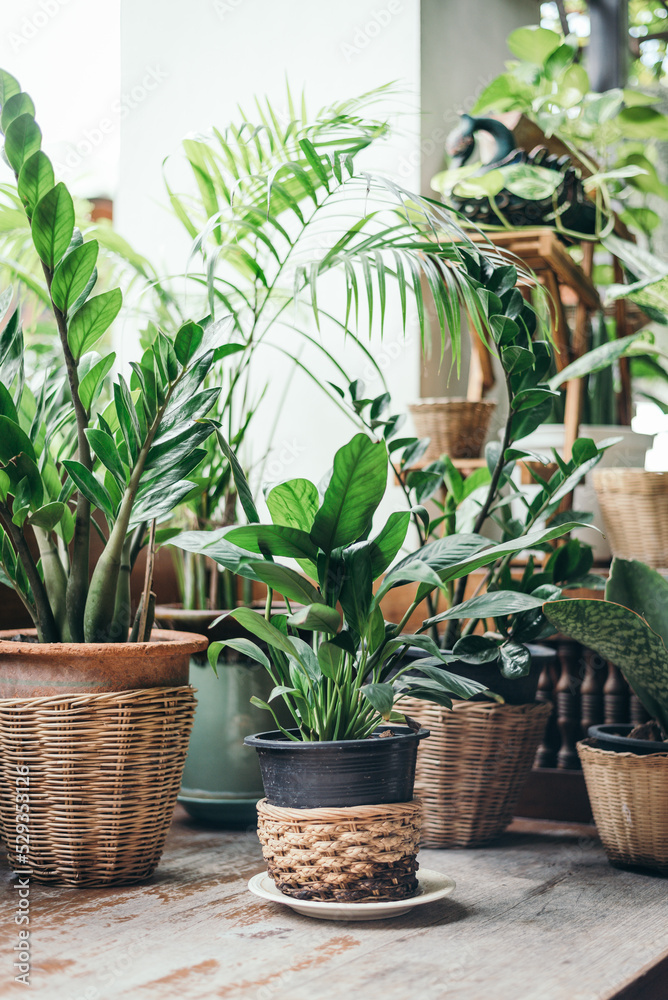 Green tropical plant pots on backyard wooden table Green tropical plant pots on backyard wooden table