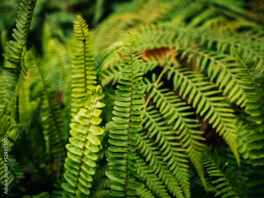 fern leaves fern leaves