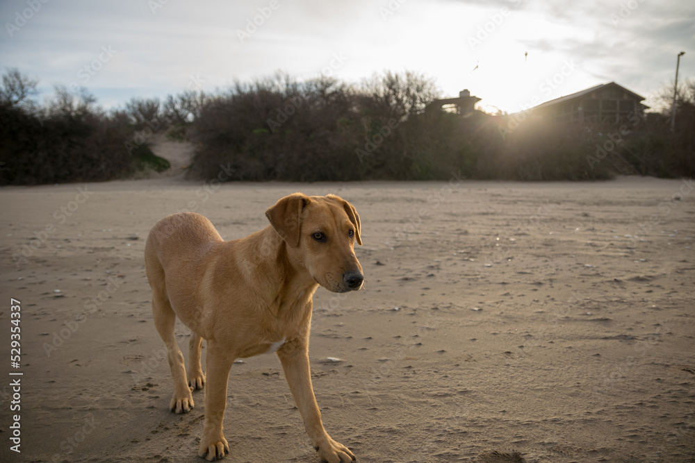 Perro de color marrón en la playa con el sol detras. Perro de color marrón en la playa con el sol detras.