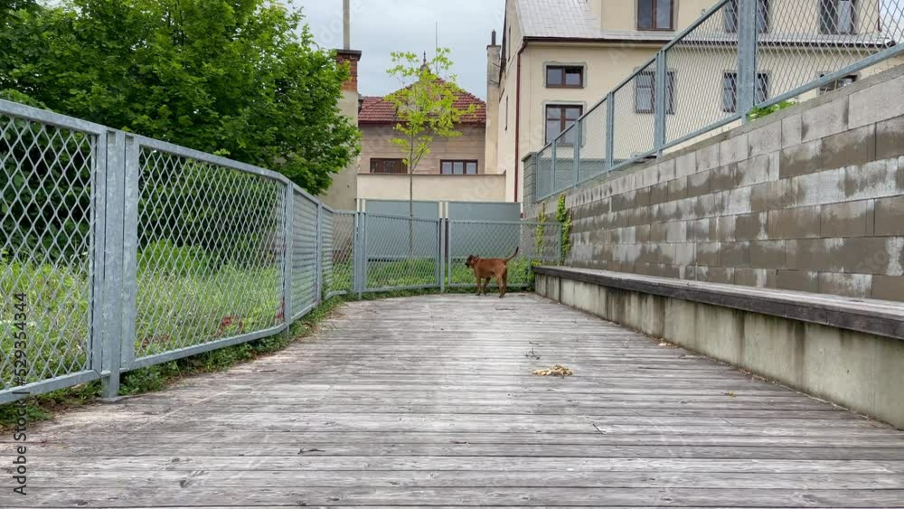 Brown pit bull walks on wooden path in outdoor yard Brown pit bull walks on wooden path in outdoor yard