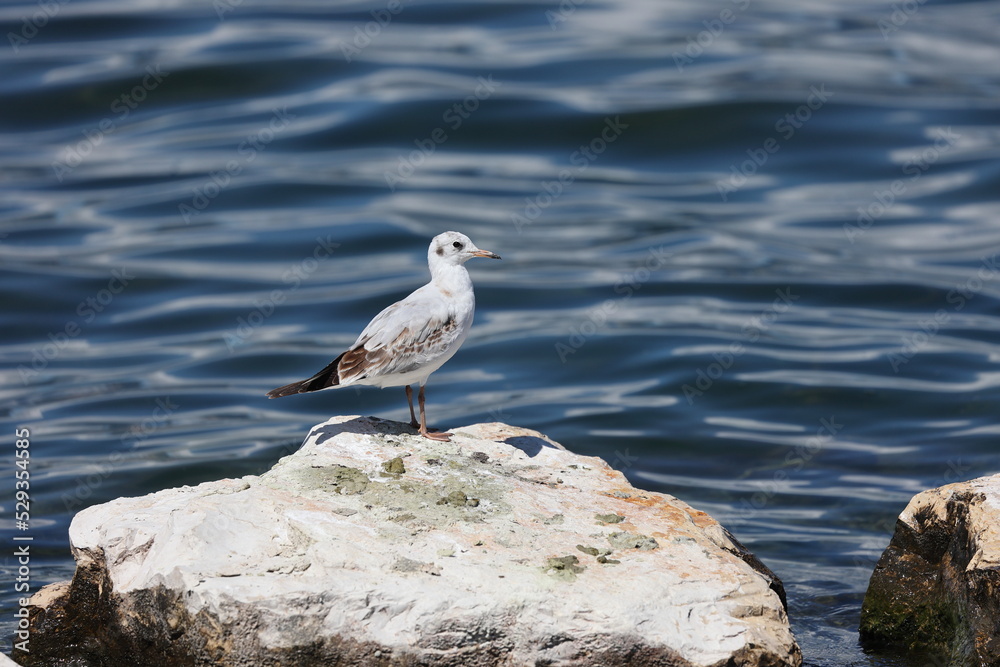 juvenile blackheaded gull sitting on a stone at the coast in front of the sea juvenile blackheaded gull sitting on a stone at the coast in front of the sea