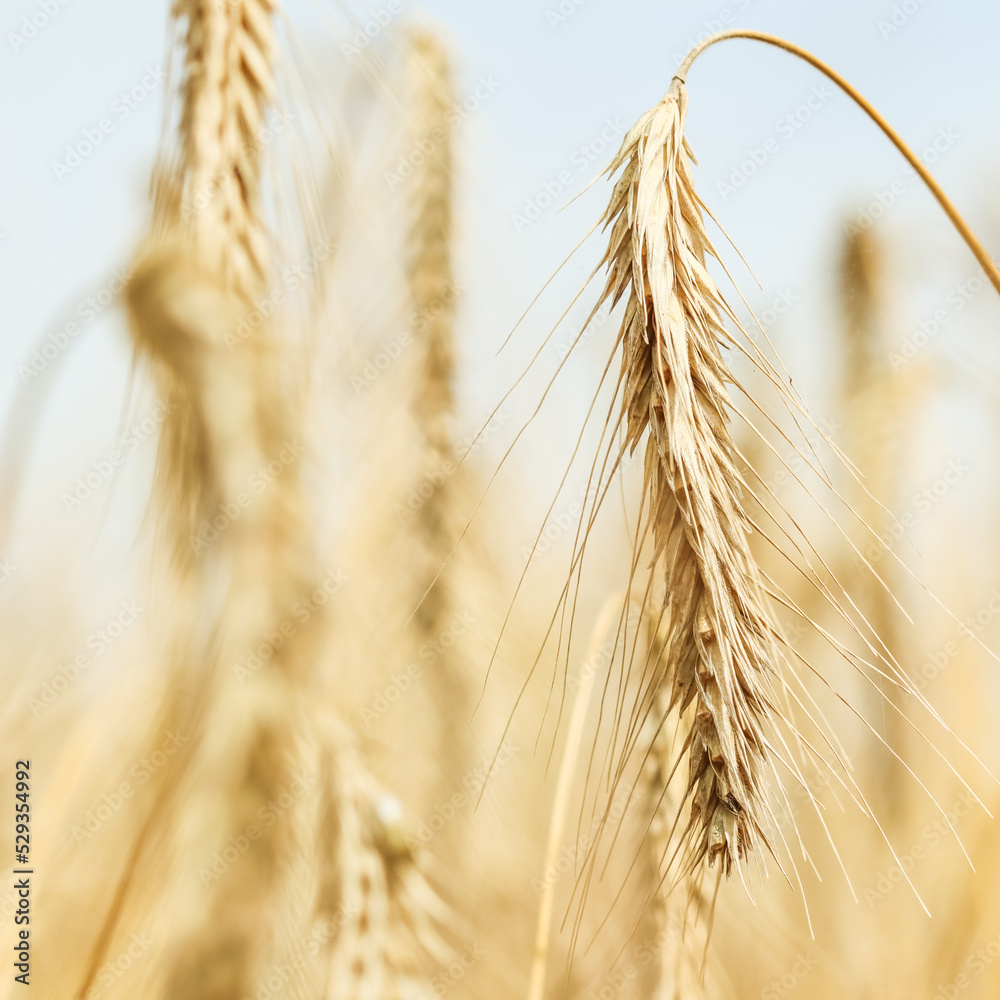 Dry ripe rye spicas of meadow field. Rural scenery, natural background. Agriculture, harvest concept. Dry ripe rye spicas of meadow field. Rural scenery, natural background. Agriculture, harvest concept.