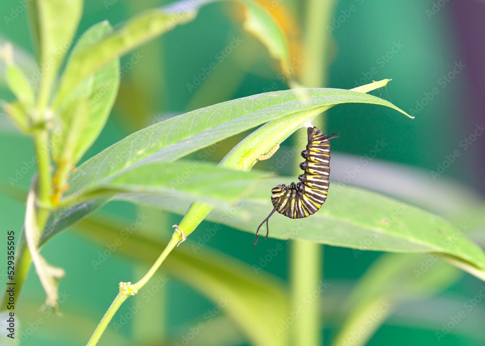 One 5th install monarch butterfly caterpillar hanging upside down on milkweed stem, preparing to create a chrysalis. First instar caterpillar eating part of the seed pod.