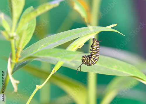 One 5th install monarch butterfly caterpillar hanging upside down on milkweed stem, preparing to create a chrysalis. First instar caterpillar eating part of the seed pod.