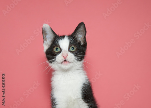 Close up portrait of a black and white kitten looking slightly above viewer. Pink background with copy space. © sheilaf2002