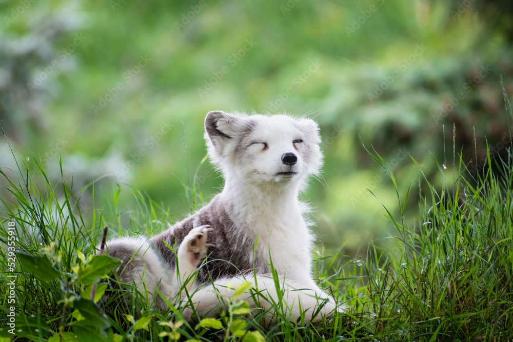 Beautiful view of an arctic fox (Vulpes lagopus) in the grass Beautiful view of an arctic fox (Vulpes lagopus) in the grass