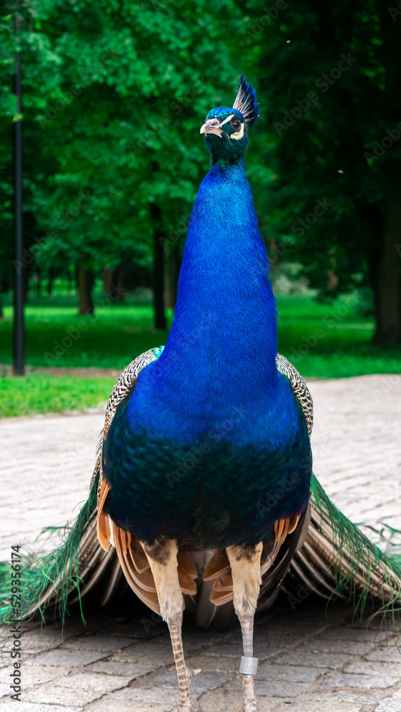 Fototapeta premium Peacock