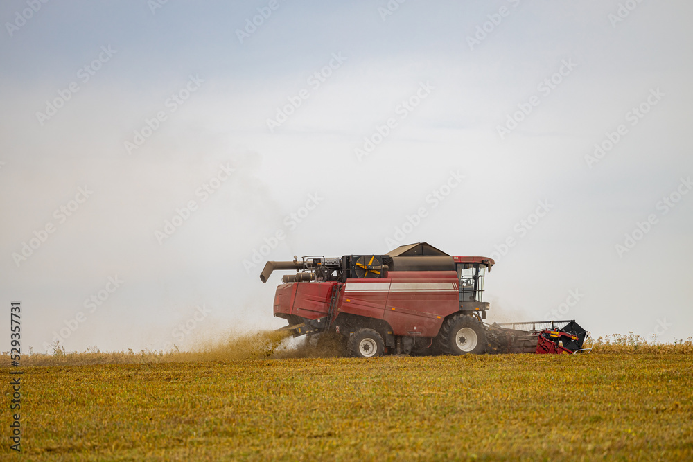 Fototapeta premium harvester rides across the field harvests