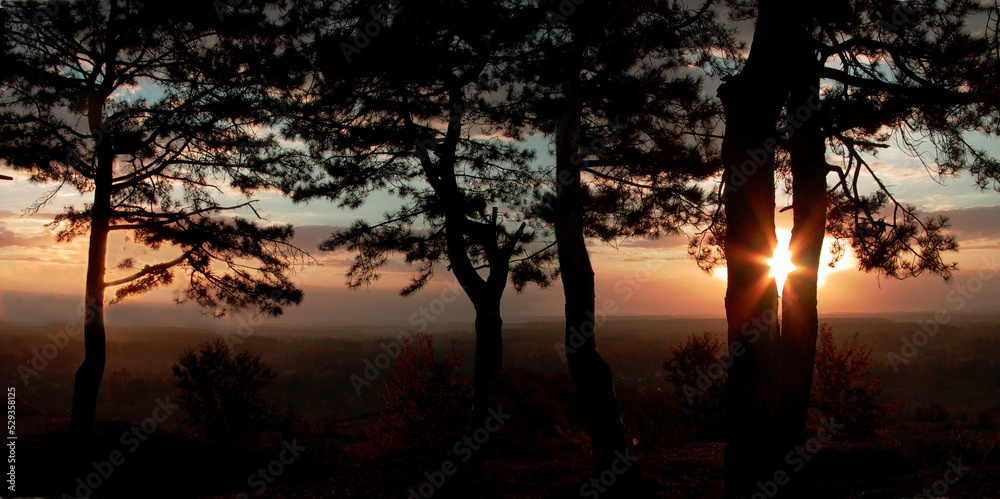 Sunrise with silhouettes of pine trees in the foreground. Panoramic landscape. Sunrise with silhouettes of pine trees in the foreground. Panoramic landscape.