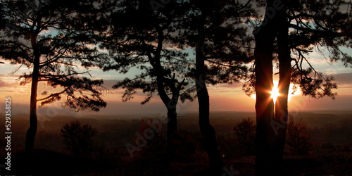 Sunrise with silhouettes of pine trees in the foreground. Panoramic landscape. 