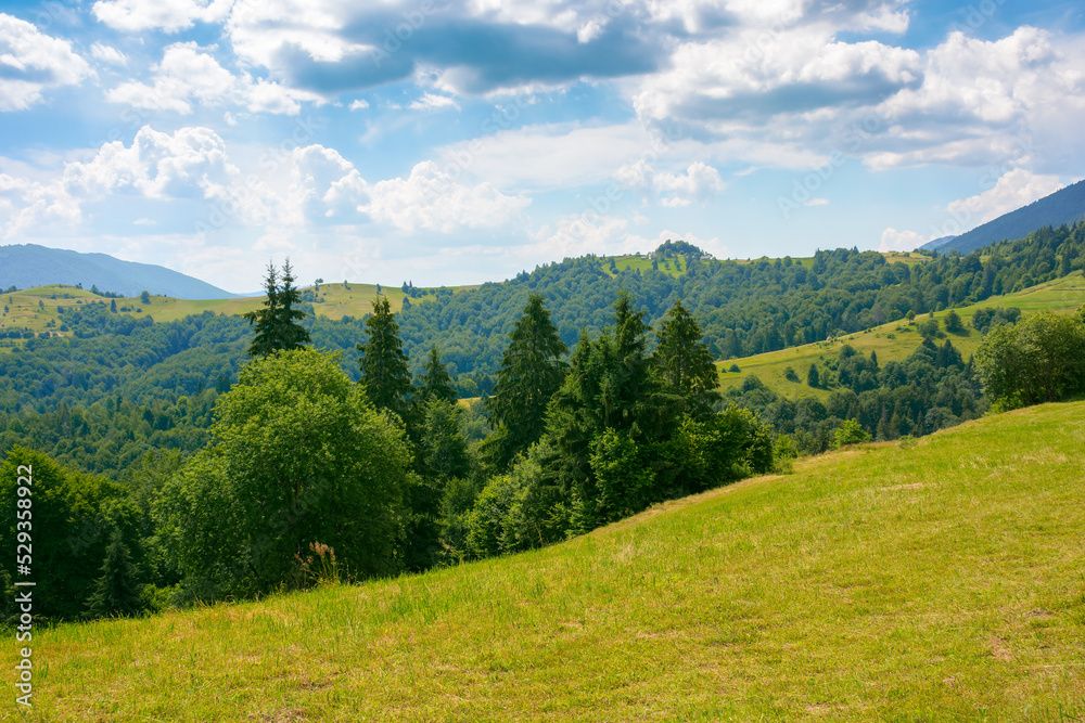 countryside landscape on a sunny summer day. forested hills and grassy meadows in mountains. fluffy clouds on the sky