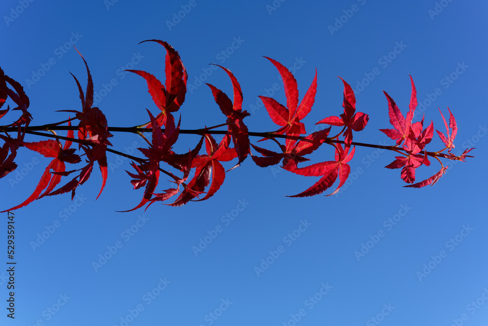 Acer japonicum, the Amur maple, Japanese-maple or fullmoon maple, is a ...