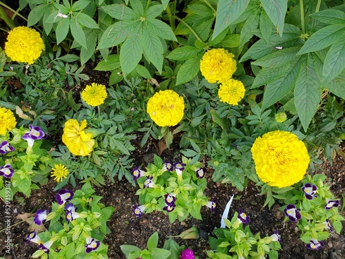 yellow flowers in the garden