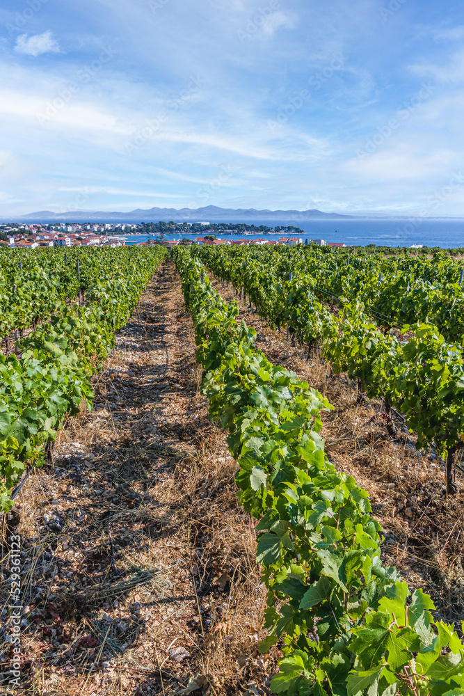 The vineyard near Zadar, Croatia