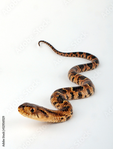 Brasilianische Glattnatter, Falsche Wasserkobra // False Water Cobra (Hydrodynastes gigas)