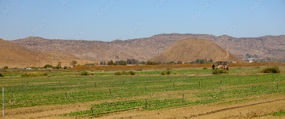 Fototapeta premium A cultivated field by the mountains.