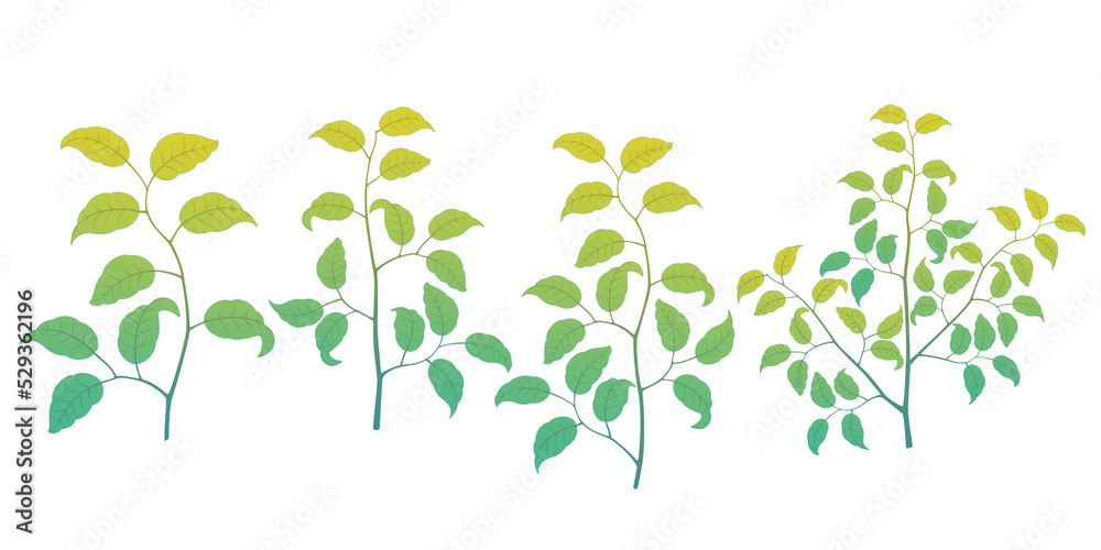Various leaves and grass illustrations Transparent background Tree branches and leaves Basic light