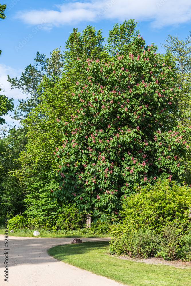 Large blossoming chestnut tree in a park
