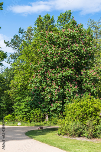 Large blossoming chestnut tree in a park © Daniela Baumann