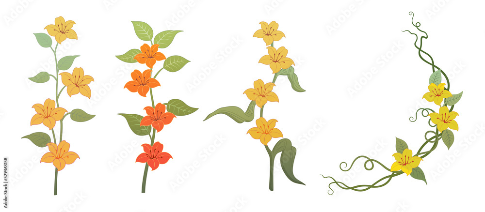 Various flower illustration set Transparent background Pretty star-shaped flower