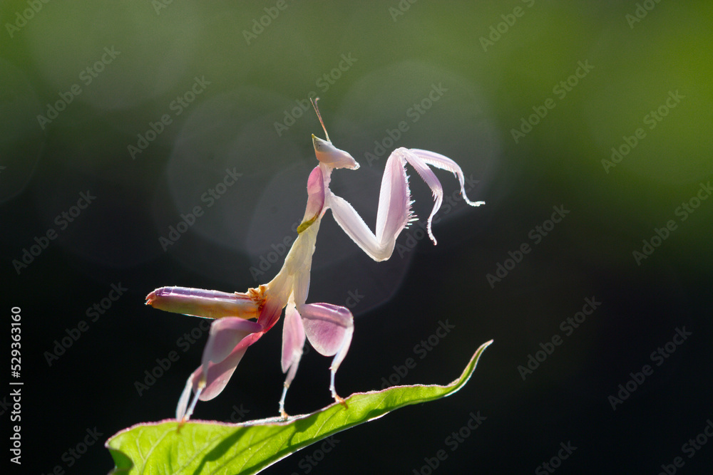pink orchid mantis on a leaf - obrazy, fototapety, plakaty 