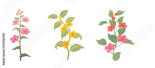Wallpaper Mural Various flower illustration set Transparent background Simple and pretty bunch of flowers Torontodigital.ca
