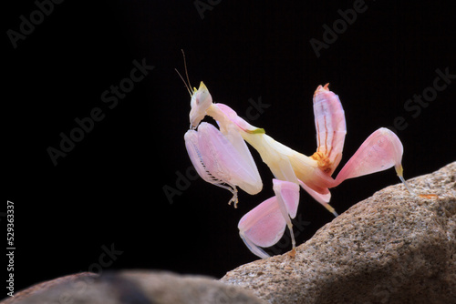 pink orchid mantis