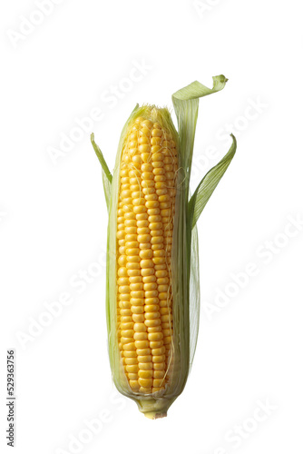 Corn on cobs isolated on a white background.