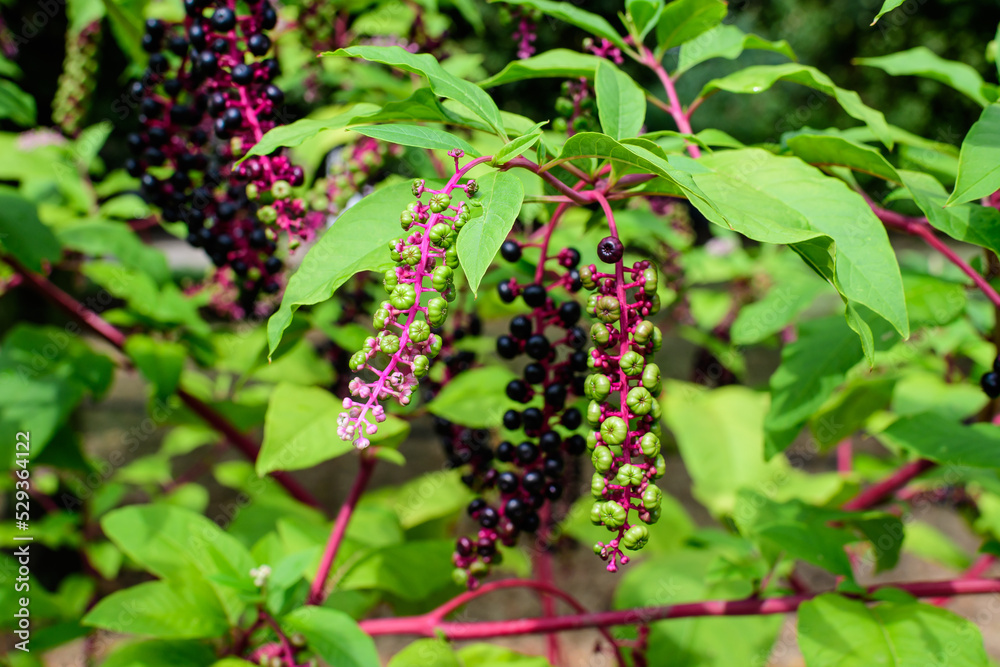 Small black poisonous fruits of Phytolacca plant, also known as pokebush, pokeberry, pokeroot or poke sallet and green leaves in a garden in a sunny autumn day, beautiful outdoor floral background