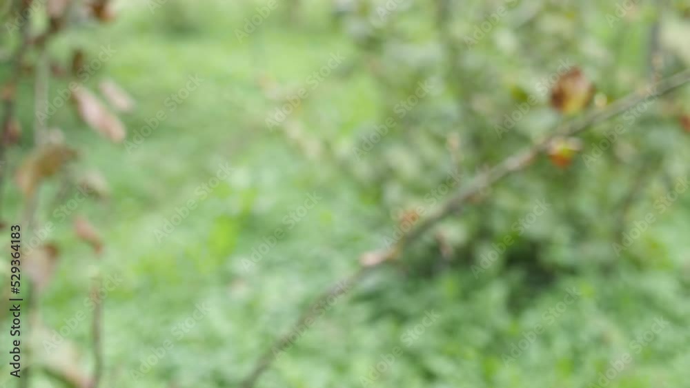 A rotten pear is plucked from a branch. Loss of pear crop due to bad weather. A rotten pear is plucked from a branch. Loss of pear crop due to bad weather.