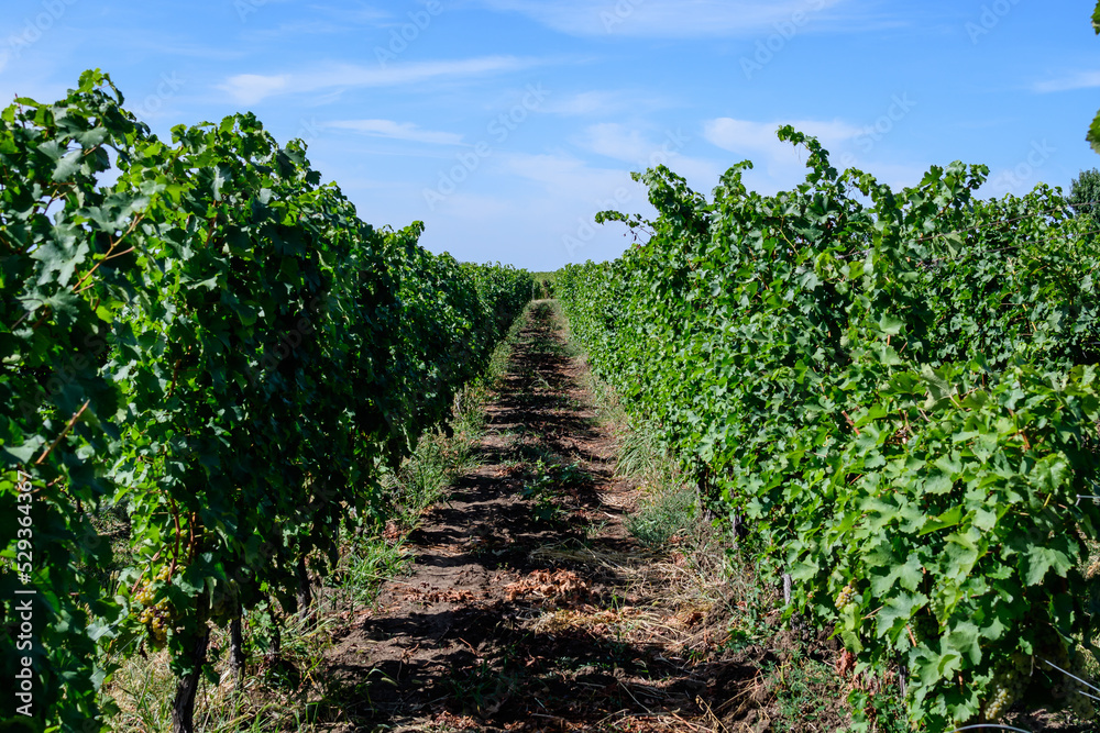 Row with large plants with many ripe organic grapes and green leaves in vineyard in a sunny autumn day .
