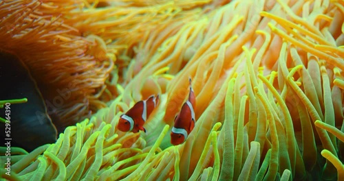 Clownfish swim in anemones on coral reef. Red Sea or two-banded anemonefish. Marine fish feeds on algae and zooplankton in aquarium. Family Pomacentridae. Close-up high quality footage. photo