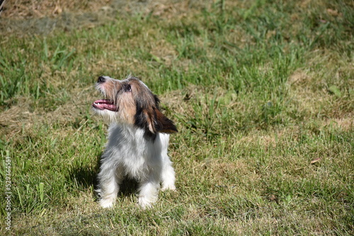 petit basset griffon vendeen puppy photo