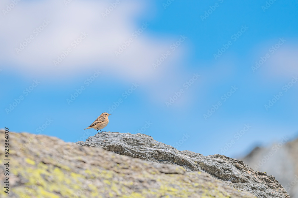 On mountain ridge, the Norther wheatear female (Oenanthe oenanthe) On mountain ridge, the Norther wheatear female (Oenanthe oenanthe)