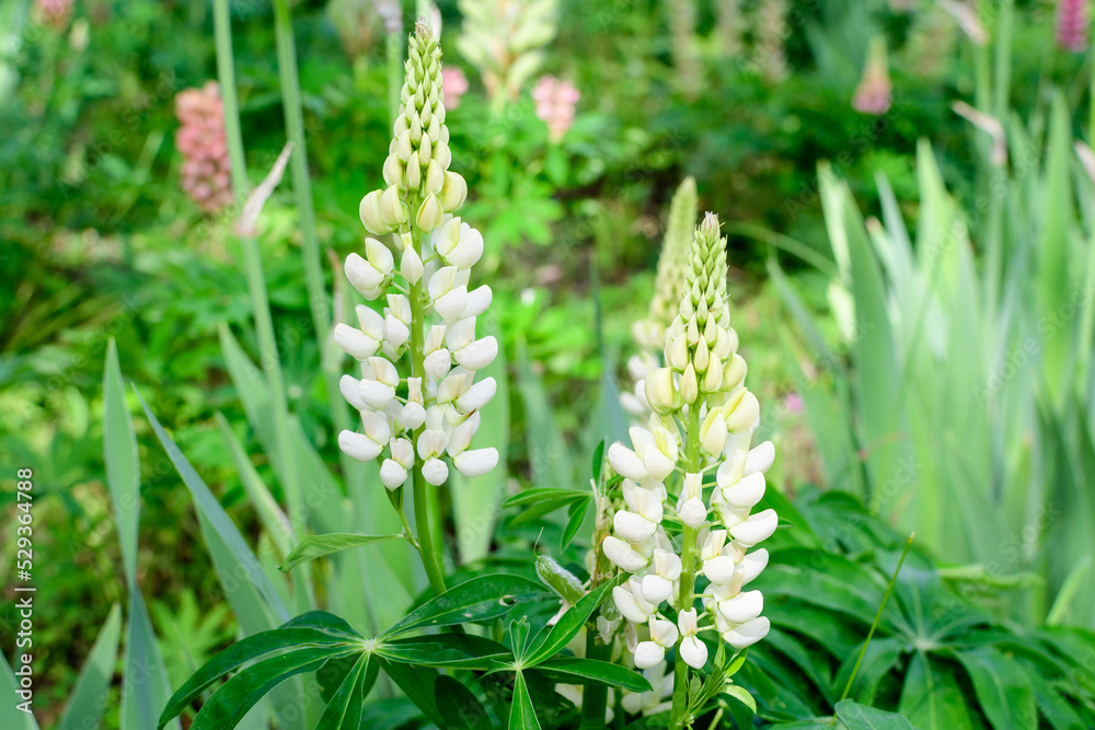 Close up of white flowers of Lupinus, commonly known as lupin or lupine, in full bloom and green grass in a sunny spring garden, beautiful outdoor floral background photographed with soft focus.