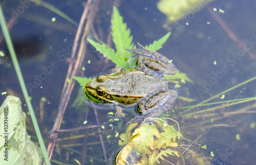 Common frog, Rana temporaria, singing on water with dirty green leaves and dust, in a lake in a sunny summer day.