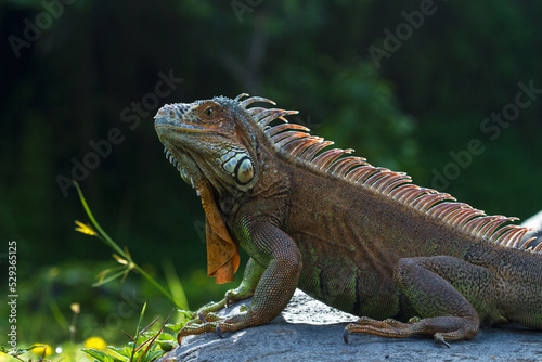 iguana in the zoo