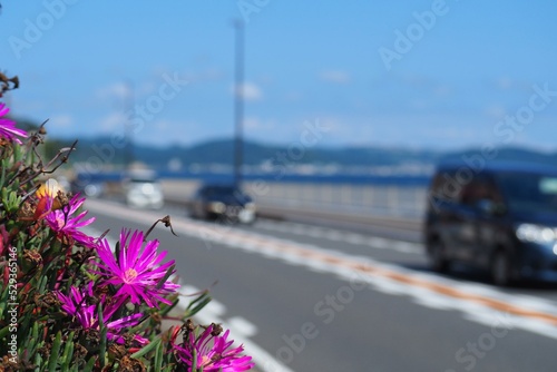 Flower on coastline 