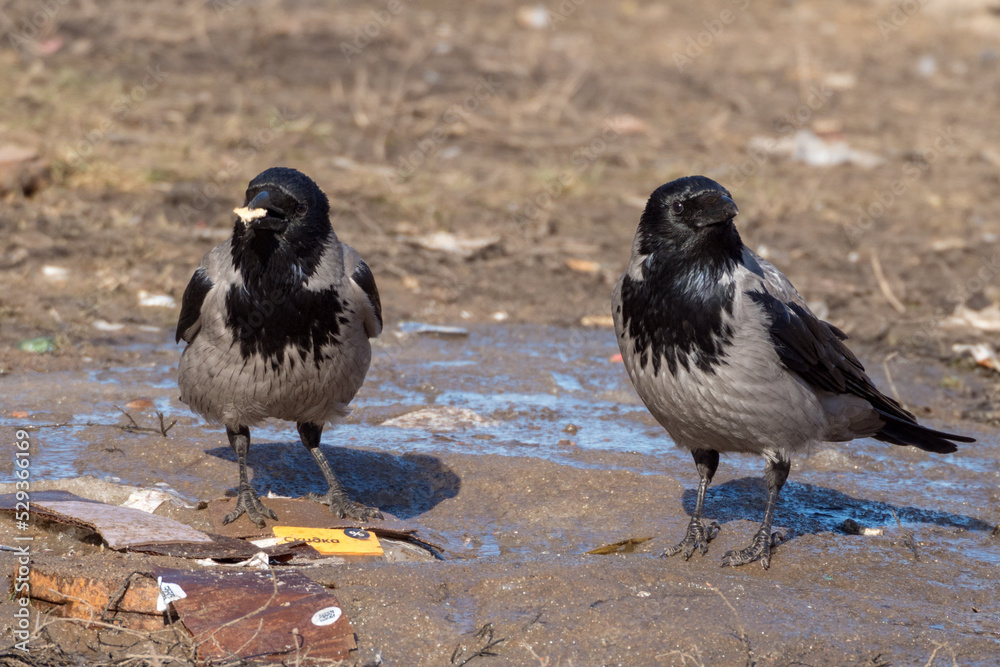 Fototapeta premium two crows on the ground