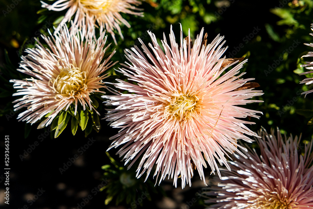 flower of a pink chrysanthemum in sunny autumn garden flower of a pink chrysanthemum in sunny autumn garden